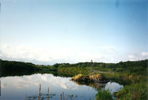Beaver pond at Denali National Park.