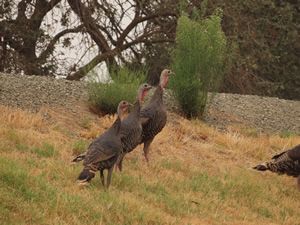 Turkey near a bike trail in Sacramento, California.
