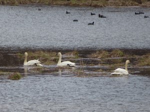 Wild swan on lake near Medimont, Idaho.