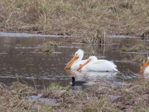 White Pelicans in lake near Medimont, Idaho.