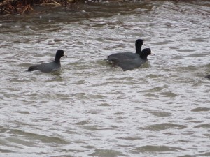 American Coots on lake near Medimont, Idaho.