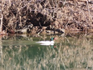 Duck seen on Coeur d’Alene river between Bull Run Lake and interstate 90 in Idaho.  Photo taken from Trail of the Coeur d’Alene.
