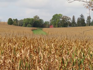 Cornfield in Illinois.