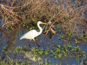 White Crane next to the Mississippi River trail west of Audubon Park in New Orleans.