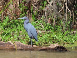 Photo of Great Blue Heron from our boat on the Honey Island Swamp tour in Slidell, Louisiana.