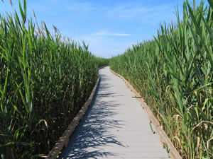 Hellcat Interpretive trail (near lot 4) on Plum Island (Parker River National Wildlife Refuge), Massachusetts.