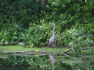 Great blue heron seen at Mine Falls Park, Nashua, New Hampshire.
