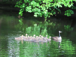 Ducks in Feeder Canal between Glenn Falls and Hudson Falls, New York.