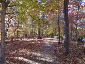 Alder trail at Lake Normal State Park.