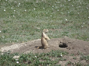 Prairie dog at Theodore Roosevelt National Park