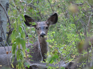 Deer near campsite at Fish Lake in Steen Mountains.