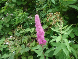 Flower on the Springwater corridor trail near Gresham, Oregon.