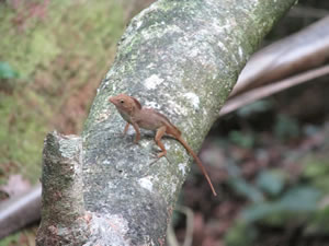 El Yunque National Forest