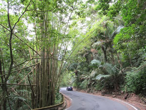 El Yunque National Forest