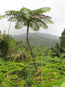 El Yunque National Forest