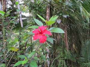 El Yunque National Forest.