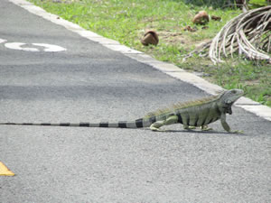 Iguanas near Isabela, Puerto Rico.