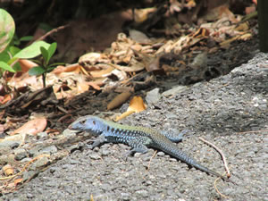 Lizard near Loiza, Puerto Rico.