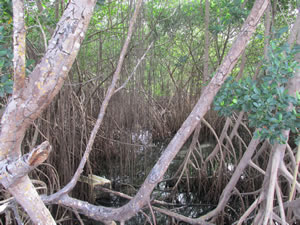 Banyan trees near San Juan, Puerto Rico.