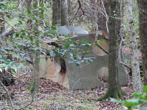 Distillery seen from boardwalk trail at Congaree National Park.