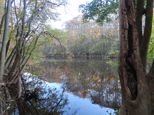 Lake near the boardwalk loop trail at Congaree National Park.