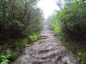 Rocky Long Trail on Mount Mansfield in Vermont.