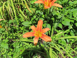Flowers next to the W&OD trail in Virginia.