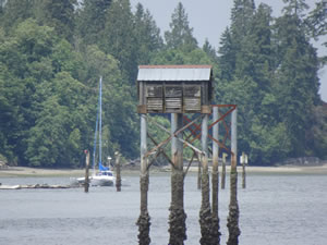 Bird house - Woodard Bay Natural Resources Conservation Area