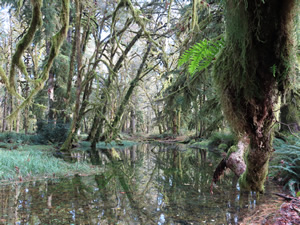 Moss over stream next to Glade trail near the Ranger Station.