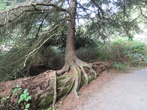 Nursery tree near beach.