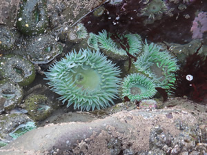 Anemones seen in beach tide pool.