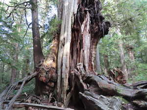 Trees seen on big Cedar Tree trail at Kalaloch.
