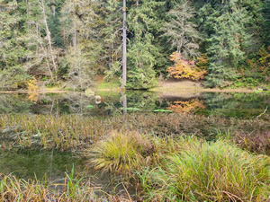 Hoh rainforest.