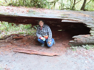Ted under fallen, rotted tree on “Hall of Mosses Trail” in the Hoh rainforest.