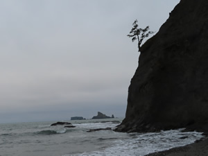 Tree growing out of Hole-In-The-Rock” at Rialto beach.