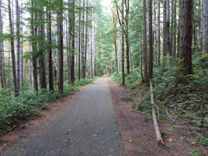 Discovery trial near Lake Crescent.