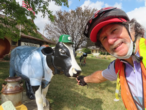 Ted feeding a plastic cow at Monroe visitor center/ cheese museum.
