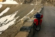 A mountain goat next to Ted's bike near Logan Pass on “The Road To The Sun”