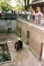 Bear in pit near Bern. A girl from UNM that was assigned to write a story about my bike ride told me about the bear pits. She never published the story.