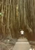 Curtain Fig Tree