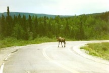 Moose, is it about to charge?