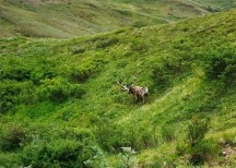 A Caribou that Ted saw in Denali National Park, Alaska.