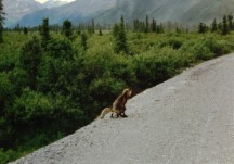 A fox taking a dump at Denali National Park, Alaska.