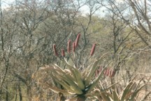 Cactus near Khami Ruins.