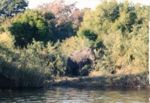 Elephant seen from Zambezi riverboat ride up stream of Victoria Falls.