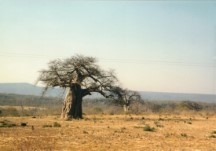 A Baobab tree between Sianzyundu and Binga.