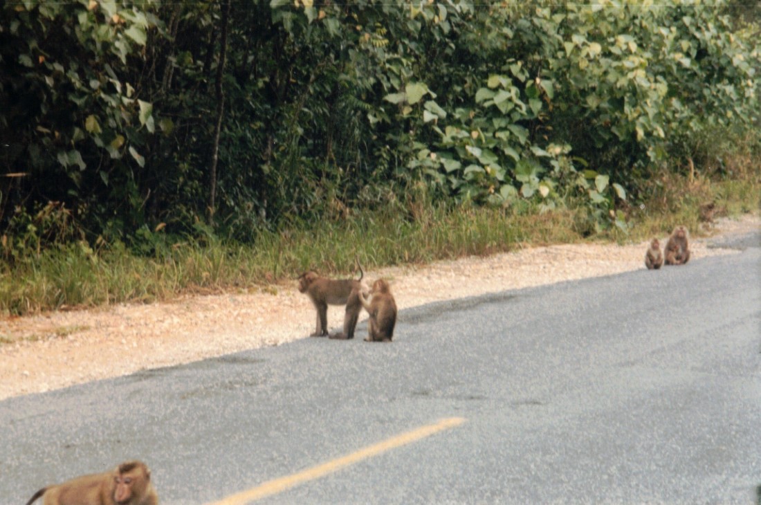 A monkey picking the rear of another monkey.