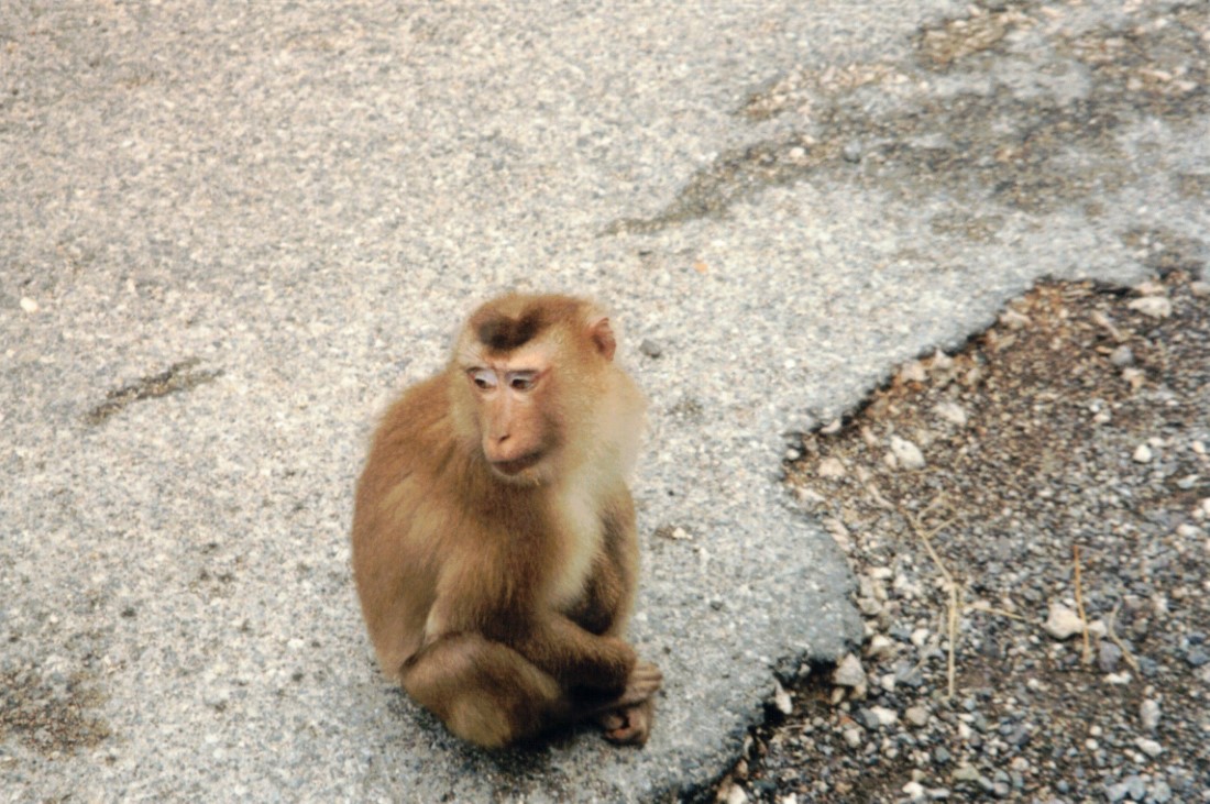 A monkey on the road in the Khoa Yai National Park.