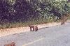A monkey picking the rear of another monkey.