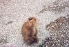 A monkey on the road in the Khoa Yai National Park.